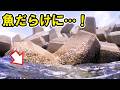 5月の港の堤防下が凄かった…テトラの下がお魚天国に!