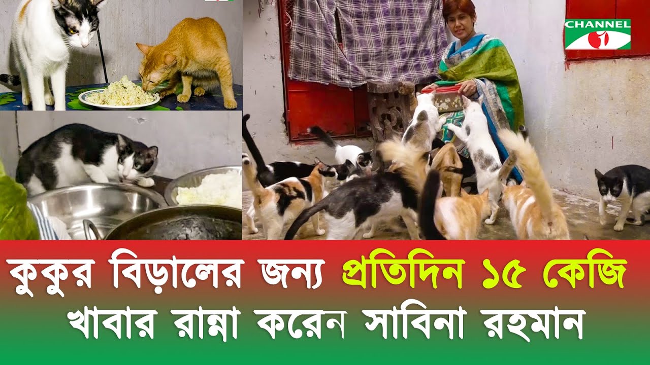 কুকুর-বিড়ালের জন্য প্রতিদিন ১৫ কেজি খাবার রান্না করেন পশুপ্রেমিক সাবিনা রহমান