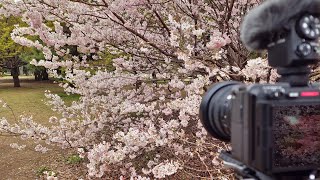 Morning Sagamihara  park, sakura, zoo and jungle・4K HDR