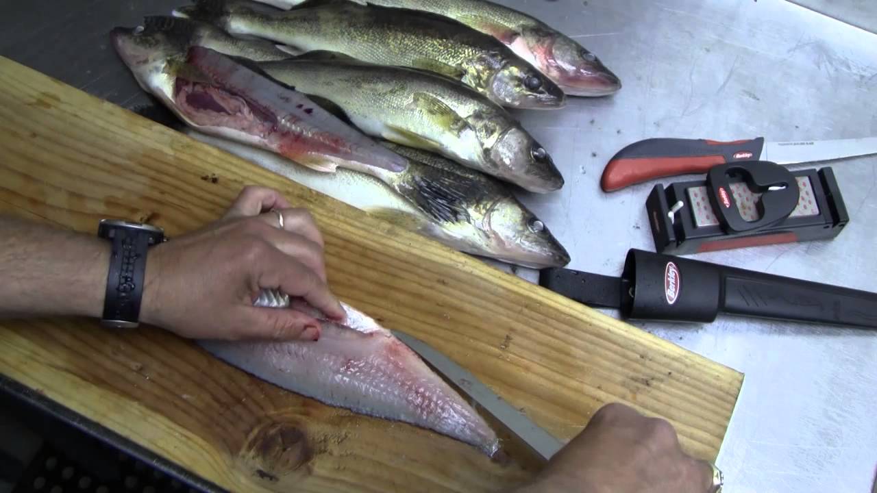 How to Fillet a Fish (Walleye) 