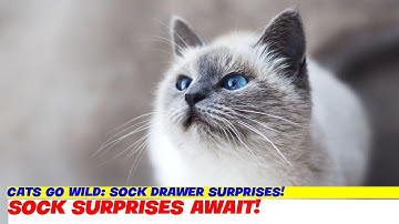 Cats Go Wild: Sock Drawer Surprises!
