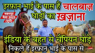 मिलिए इरफ़ान भाई से जिनके पास है चालबाज़ घोड़ों का ख़ज़ाना Makanpur Mela 2023