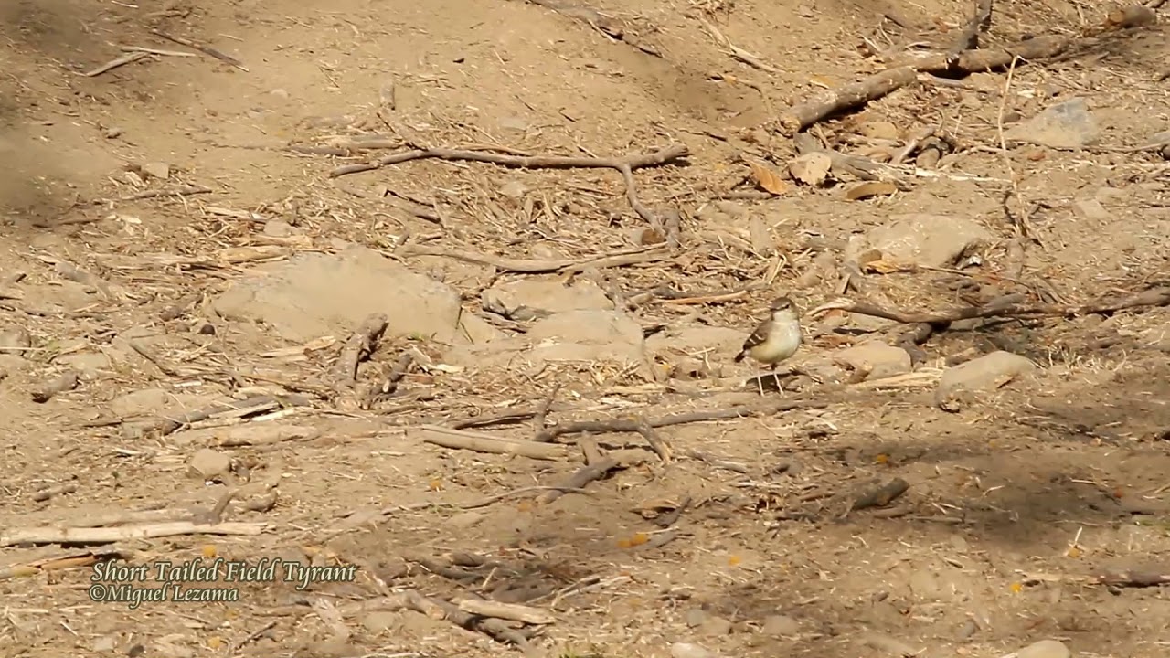 Short-tailed Field-tyrant 02 - Northern Peru, Bosque Frejolillo.