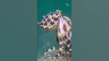 Синекольчатый осьминог: красивый, но смертоносный