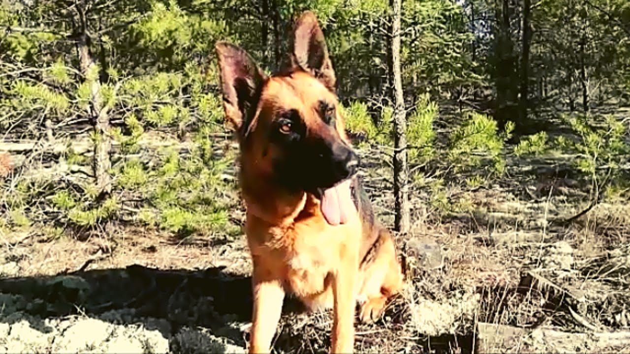 German Shepherd enjoys picnic in Provincial forest