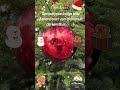 Сказочный вид: Амерсфорт  изнутри Рождественского шара.#amersfoort #kerstbal #kerstsfeer #liefde