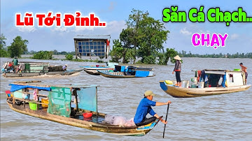 LŨ lên tới ĐỈNH " NGHỀ BÀ CẬU chạy NÚP LŨ mùa CÁ CHẠCH Đồng 