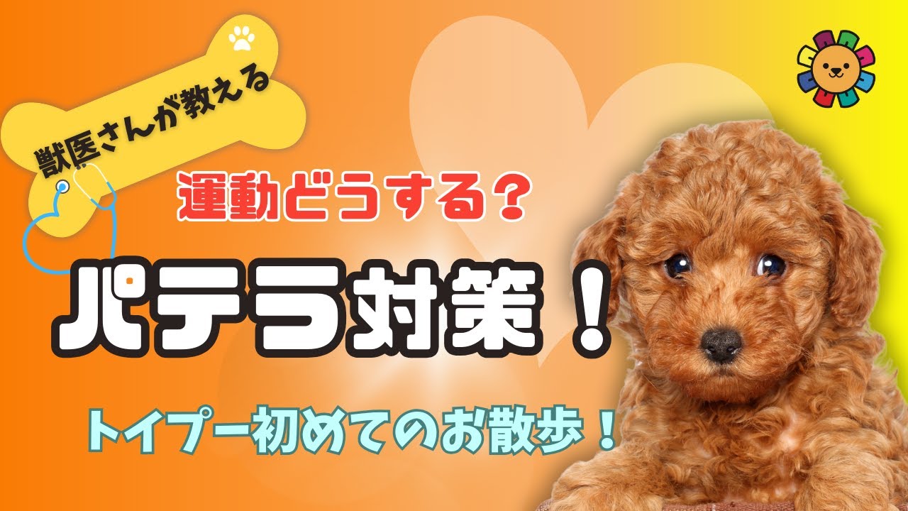 運動どうする？パテラ対策！トイプーのお散歩