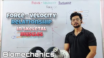 Force-Velocity Relationship in Skeletal Muscles | Biomechanics