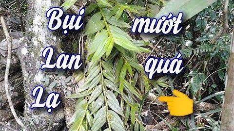 hành trình tìm lan đi qua 5 đỉnh núi đầy gian nan