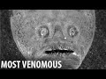 Top Venomous Creatures Ever