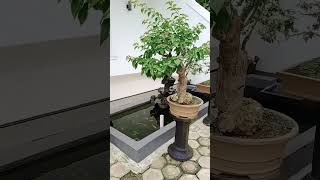 Ok gas tamba 2 torang gas. #video #gas
