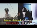 Animales Actuando de Formas Aterradoras y Extrañas