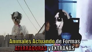 Animales Actuando de Formas Aterradoras y Extrañas