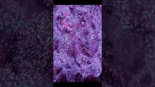 🌟 Экзотическая жизнь внутри нейтронных звезд #космос #астрономия #nasa #short