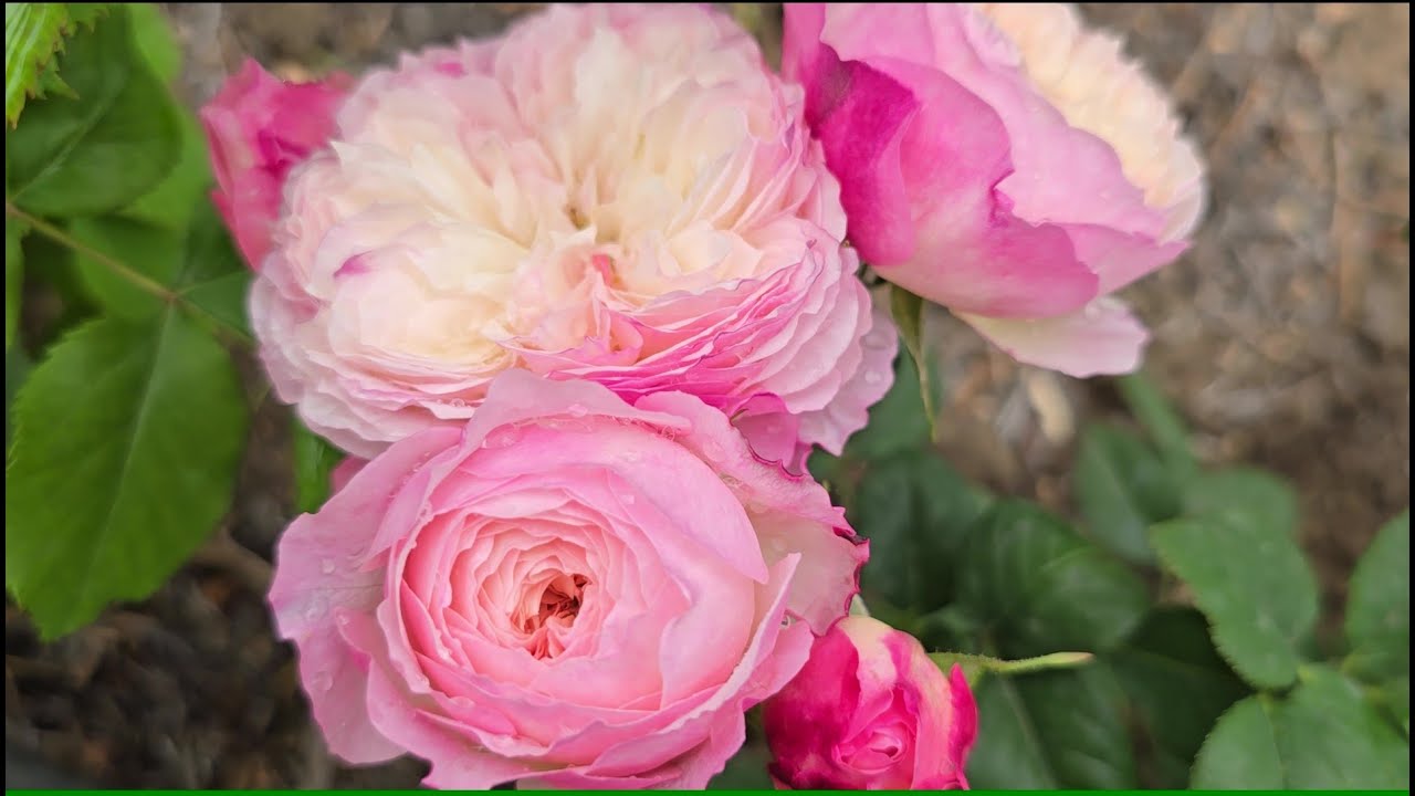 Троянди, перша хвиля. 2025 р, частина 2. Троянди з назвами.