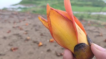 Cây gạo miếu bà cô yên dũng bắc giang.