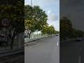 BUNGA TABEBUYA BERMEKARAN DI MENARA PANDANG PURWOKERTO