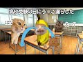 高校受験の試験中にう○こ漏らした話 #猫マニ #猫ミーム