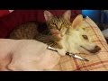 Смешные Кошки и Собаки Подборка #5 - Кошки Против Собак - Смешные Животные Март 2017