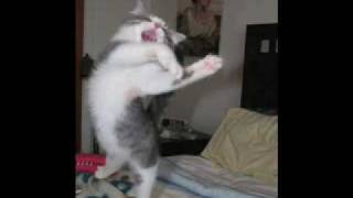 Invisible Cat Photos