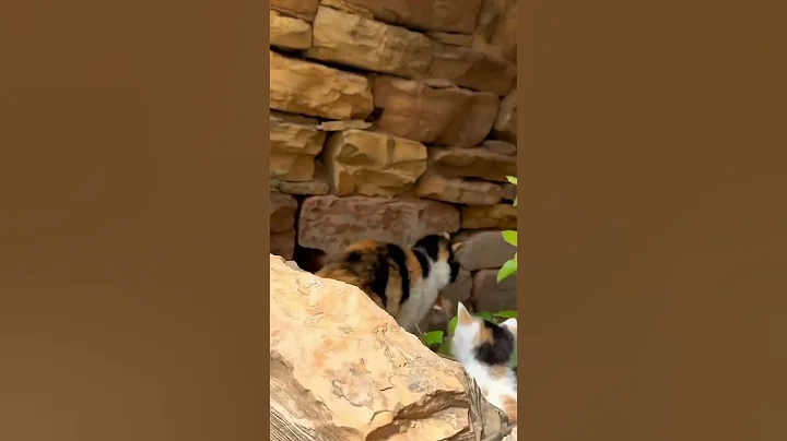 Hilarious Cat Videos That Will Make You LOL 😹