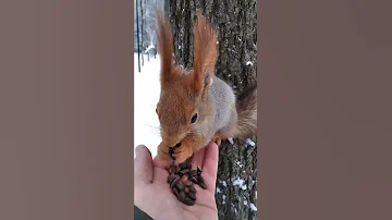 Приручил дикую белку, неделю назад эта белка боялась меня / Tamed a wild squirrel