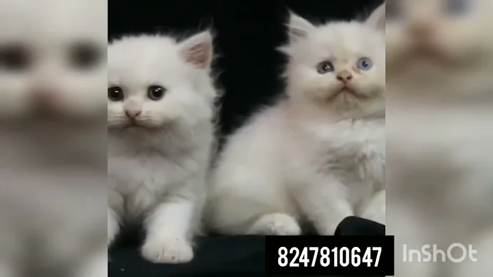 Video 558521: persiancat persians, himalayan cat pets, fluffy himalayan cat, kitten white persiancat, cat pet lovers