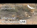 WILDwatch Live | Highlights and Stories | Birmingham pride resting in the open | South Africa