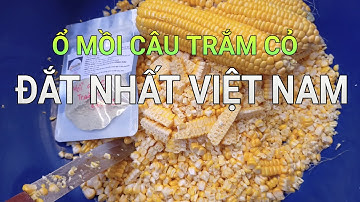 Ổ mồi câu cá Trắm Cỏ đắt tiền nhất Việt Nam, trị giá 775k 😄