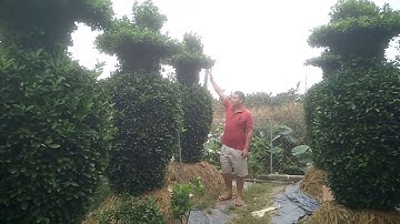 Quất bonsai Lộc Bình khổng lồ tết 2020