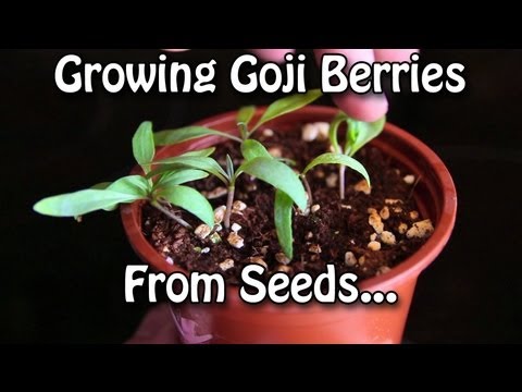 Growing Goji Berries - How to grow Wolfberries from Seed