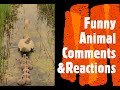 Funny Animal Comments &amp; Reactions!