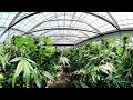 Full 360 View of a legal Cannabis Farm in Southern California