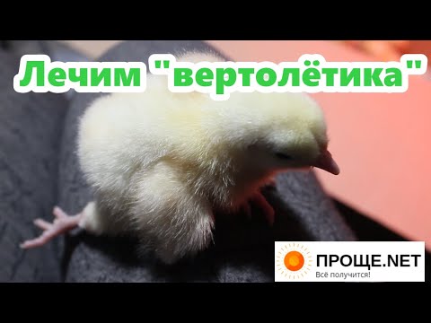 Цыпленок не встает что делать. У цыпленка разъезжаются лапы.