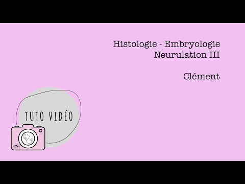 Histologie - Embryologie – Neurulation 3/3