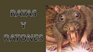 RATAS Y RATONES, ANIMALES PELIGROSOS, ANIMALES QUE CONLLEVAN ENFERMEDADES, ROEDORES