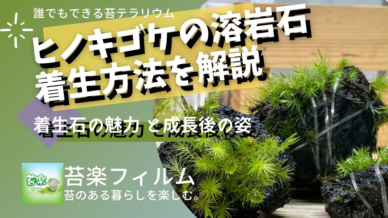 ヒノキゴケの着生石の作り方【苔テラリウム制作動画】