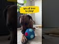Unsere Ball-Helden 🐶💛