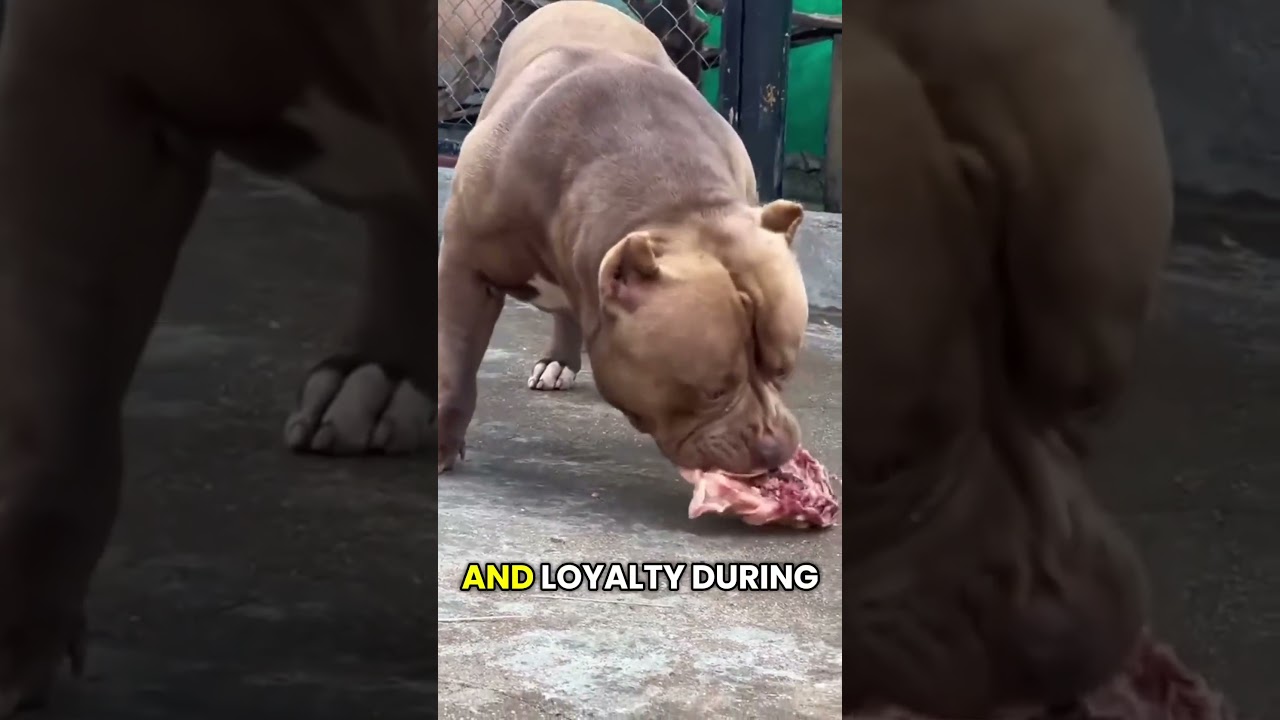 Did you know Pitbulls are one of the most loyal and misunderstood dog breeds in the world? 