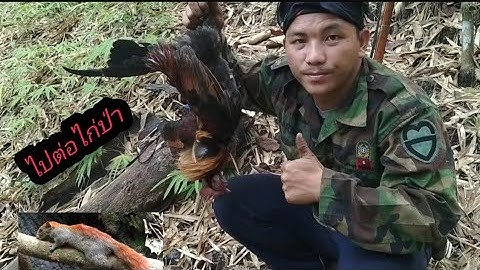 ไปต่อไก่ป่า ไปยีงกระรอก mus dib qaib qus thiab tua nas tshov