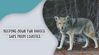 Keeping Your Fur Babies Safe from Coyotes