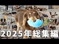 2025年ありがとう！愛犬の1年間の成長を振り返ってみました
