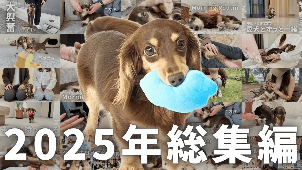2025年ありがとう！愛犬の1年間の成長を振り返ってみました