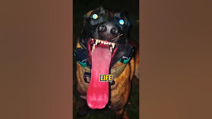 "9 Dogs That Can End You in Seconds 😱 | Part 2
