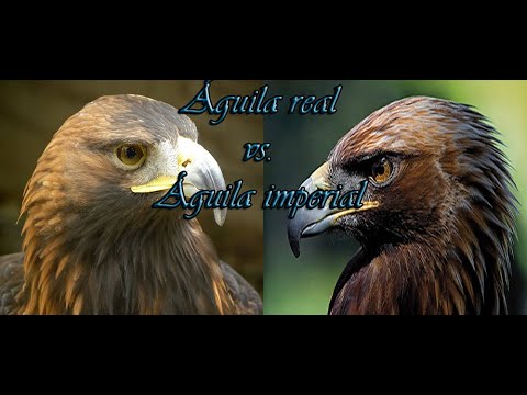 Águila real vs. Águila imperial** - YouTube