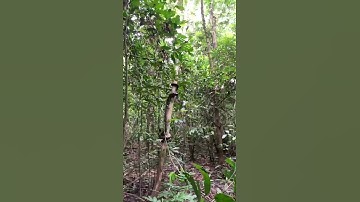 Wildlife Candid Camera - Reticulated python climbing a tree in Kinabatangan