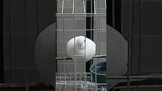 Dove sleeping Net Worth