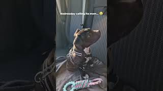 Staffordshire Bull Terrier |10 week old puppy Wednesday calling its mom