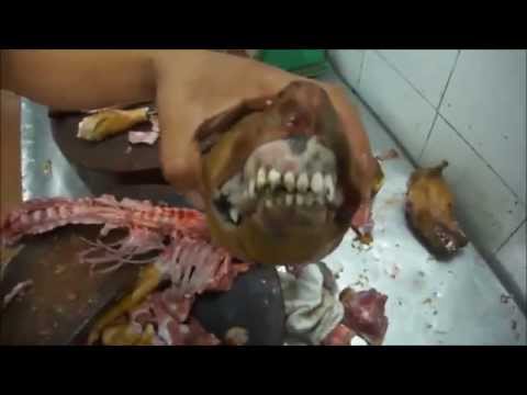 New York Restaurant Allowed To Sell Dog Meat New York Restaurant Allowed To Sell Dog Meat